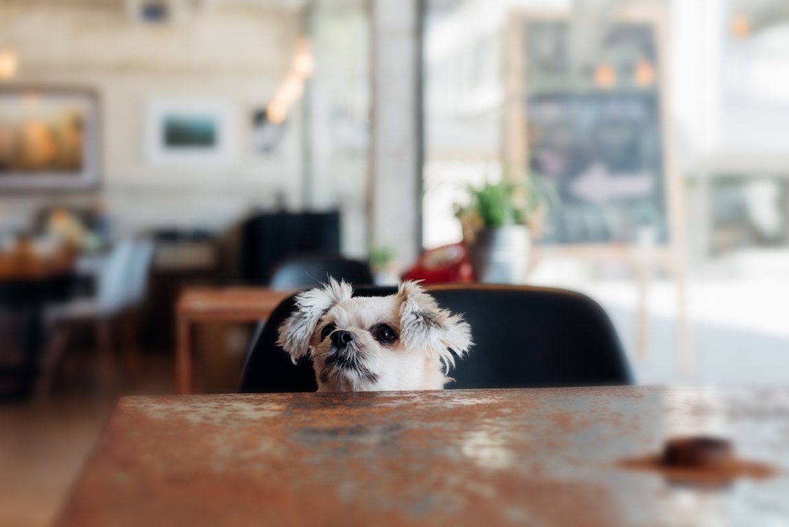 Best DogFriendly Restaurants in San Diego Where to Eat with Your Dog