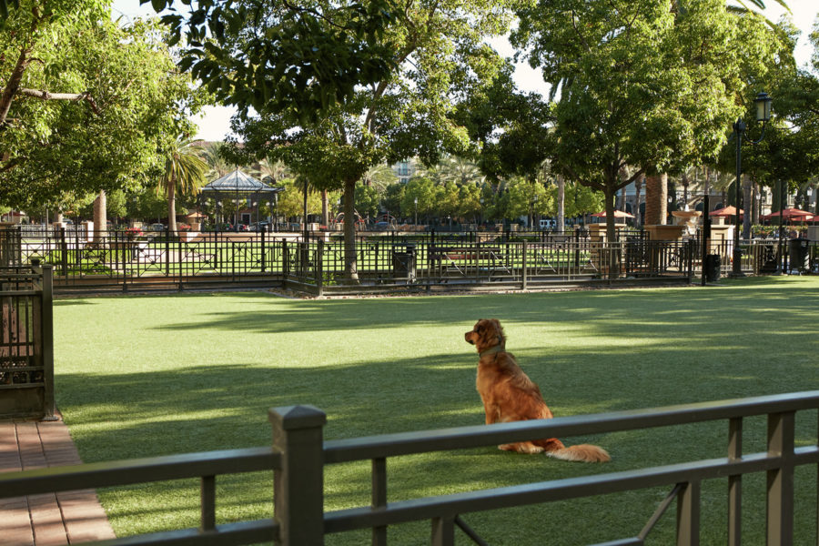 Apartments in Orange County with Dog Parks | Pet-Friendly Amenities